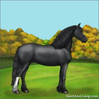Horse Color:Black 