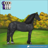 Horse Color:Black 