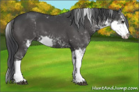 Horse Color:Black Sabino