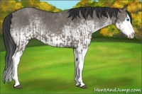 Horse Color:Grullo Sabino Splash and White Spotted Grullo Sabino Splash