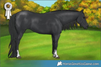 Horse Color:Black Sabino