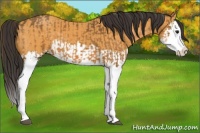 Horse Color:Buckskin Splash  and Buckskin Splash 