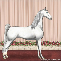 Horse Color:Palomino Pearl Sabino Appaloosa 