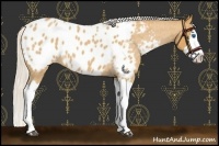 Horse Color:Silver Buckskin Roan Splash Appaloosa