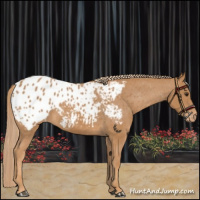 Horse Color:Chestnut Appaloosa 