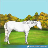 Horse Color:Buckskin Pearl Sabino Appaloosa 