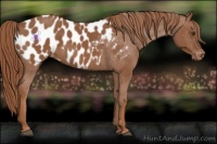 Horse Color:Chestnut Appaloosa