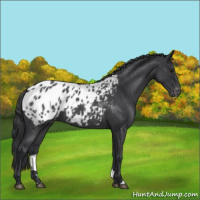 Horse Color:Blue Roan Appaloosa