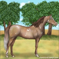 Horse Color:White Spotted Chocolate Brown Pearl Sabino 