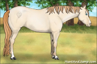 Horse Color:Buckskin Pearl Dun Sabino 