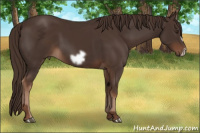 Horse Color:Liver Chestnut  and Liver Chestnut Frame 