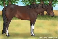 Horse Color:Liver Chestnut  and Brown 