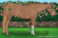 Horse Color:Chestnut Varnish 