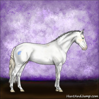 Horse Color:Buckskin Pearl Sabino 