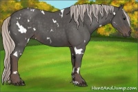 Horse Color:White Spotted Silver Blue Roan 