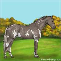 Horse Color:White Spotted Silver Blue Roan 