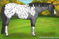 Horse Color:Blue Roan Appaloosa 