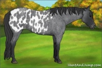 Horse Color:Blue Roan Appaloosa