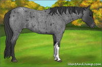 Horse Color:Blue Roan Varnish 