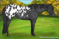 Horse Color:Blue Roan Near Leopard 