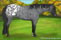 Horse Color:Blue Roan Appaloosa