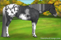 Horse Color:White Spotted Black Splash Tobiano Frame Appaloosa