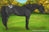 Horse Color:Black Appaloosa 
