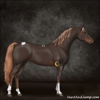 Horse Color:Liver Chestnut Tobiano Rabicano