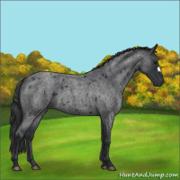 Horse Color:Blue Roan Appaloosa 