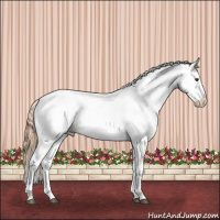 Horse Color:Chestnut Near Leopard 