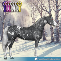 Horse Color:White Spotted Silver Black Chinchilla 