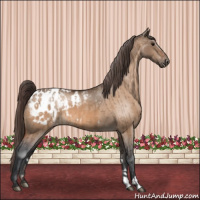 Horse Color:Bay Dun Appaloosa  and Bay Dun Appaloosa 