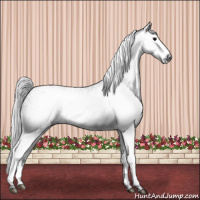Horse Color:Gray White Spotted Black  and Gray White Spotted Black 