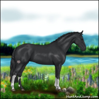 Horse Color:Black 