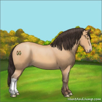 Horse Color:Amber Champagne 