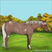 Horse Color:White Spotted Silver Blue Roan 