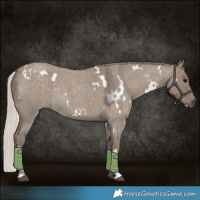 Horse Color:White Spotted Silver Grullo Roan Rabicano 