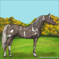 Horse Color:White Spotted Silver Blue Roan 