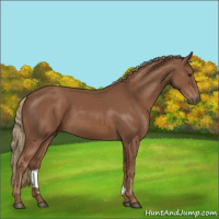 Horse Color:Chestnut 
