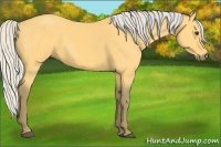 Horse Color:Silver Buckskin 