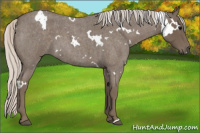 Horse Color:White Spotted Silver Blue Roan 