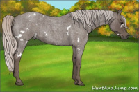 Horse Color:White Spotted Silver Blue Roan 