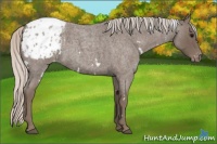 Horse Color:White Spotted Silver Blue Roan Appaloosa 