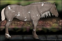 Horse Color:White Spotted Silver Blue Roan 