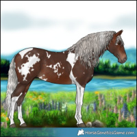 Horse Color:White Spotted Silver Brown Tobiano 