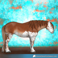 Horse Color:Chestnut  and Chestnut Splash 