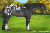 Horse Color:Black  and Black Appaloosa 