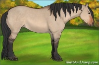 Horse Color:Bay Dun  and Bay Dun 
