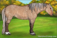 Horse Color:Bay Dun  and Silver Bay Dun 