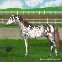 Horse Color:Liver Chestnut Mushroom Appaloosa  and Chestnut Splash Appaloosa 